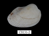 藏品(琉球毛蚶)的圖片